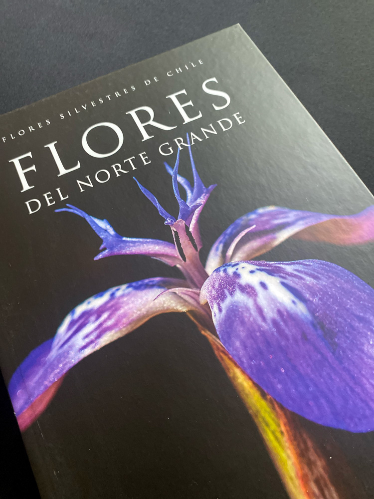 FLORES DEL NORTE GRANDE