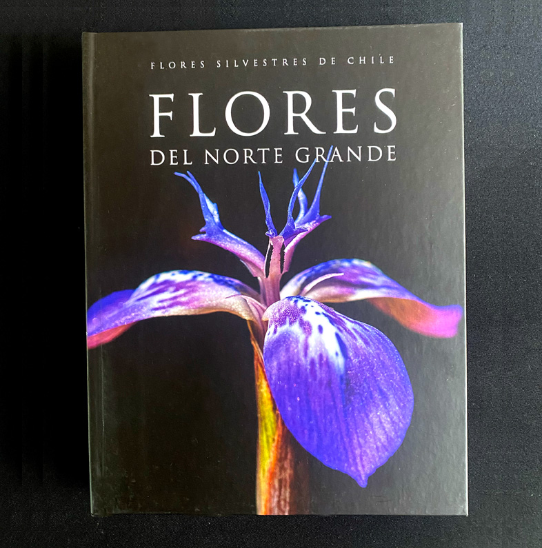 FLORES DEL NORTE GRANDE