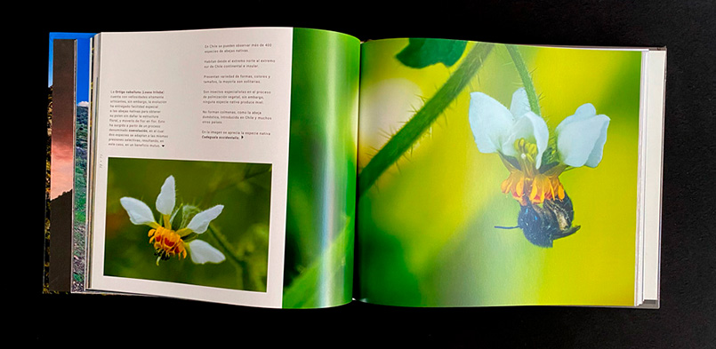 CORDÓN DEL CERRO MANQUEHUE, PARAÍSO QUE SOBREVIVE