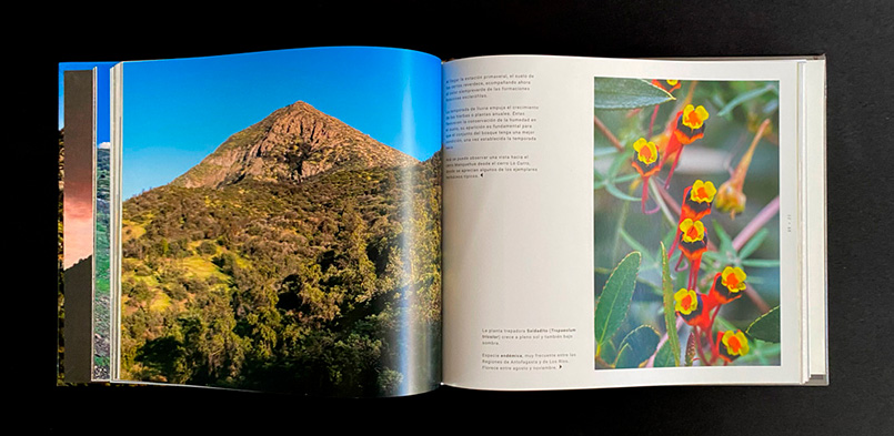 CORDÓN DEL CERRO MANQUEHUE, PARAÍSO QUE SOBREVIVE