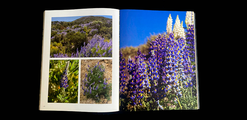 FLORES DEL NORTE GRANDE