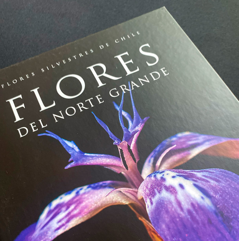 FLORES DEL NORTE GRANDE